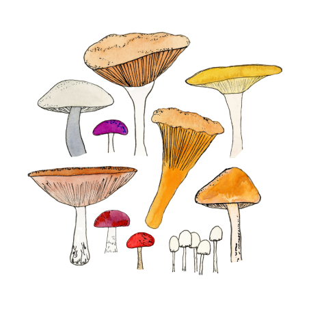 mushrooms-watercolor.png